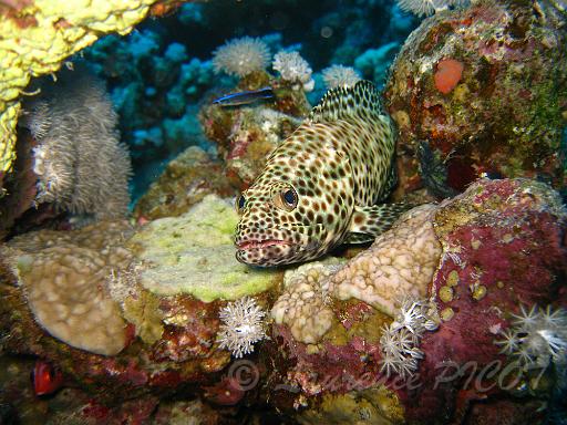 Mérou loutre - Epinephelus tauvina.JPG